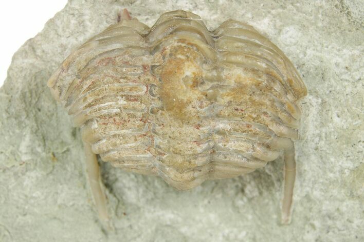 Bargain, Stalk-Eyed Cybele Trilobite - Russia #363084